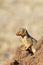 The common dwarf mongoose Helogale parvula