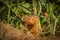 Common dwarf mongoose Helogale parvula, Lake Mburo National Park, Uganda.