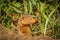 Common dwarf mongoose Helogale parvula, Lake Mburo National Park, Uganda.