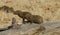 Common Dwarf Mongoose (Helogale parvula) sitting on a log