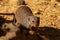 Common dwarf mongoose, Helogale Parvula, small animals life