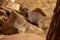 Common dwarf mongoose, Helogale Parvula, small animals life