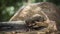 Common dwarf mongoose in Kruger National park, South Africa