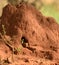 Common Dwarf Mongoose looking out of a termite mound