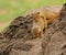 Common Dwarf Mongoose mating