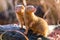 Common dwarf mongoose pair