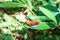 Common earl tropical butterfly on green leaf