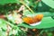 Common earl tropical butterfly on green leaf