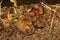 Common Earth Ball Scleroderma citrium mushrooms. Common earthball Scleroderma