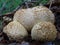 Common Earth balls fruiting in the leaf litter.