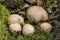 Common Earthball fungi