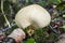 Common Earthball fungi Scleroderma citrinum