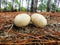 Common earthball mushroom at a pinus forest in Florianopolis, Brazil