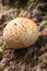 Common earthball Scleroderma citrinum Bovist in the forest