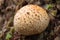 Common earthball Scleroderma citrinum Bovist in the forest