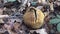 Common Earthball, Scleroderma citrinum, Fungus