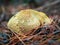 Common earthball wild mushroom called common earthball, pigskin poison puffball, or common earth ball