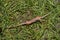 Common earthworm, Lumbricus terrestris