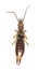 Common earwig (Forficula auricularia)