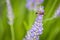 Common earwig Forficula auricularia on Lavender Lavandula