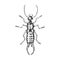 Common earwig . Insect bug beetle in vintage old hand drawn style engraved illustration woodcut.