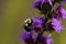 Common Eastern Bumble Bee   803563