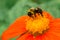 Common Eastern Bumble Bee - Bombus impatiens