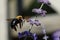Common Eastern Bumble Bee, Bombus impatiens, view in flight
