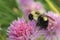 Common Eastern Bumble Bee exploring the possibilities in a chive blossom.