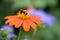 Common Eastern Bumble bee on Mexican Sunflower