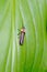 A Common Eastern Firefly or Photinus pyralis