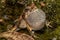 Common Eastern Froglet