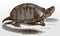 Common or eastern mud turtle, kinosternon subrubrum, endemic to the United States in side view