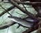Common Eel or European Eel, anguilla anguilla