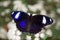 Common Eggfly Butterfly