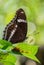Common Eggfly - Hypolimnas bolina