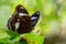 Common Eggfly - Hypolimnas bolina