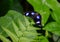 Common Eggfly - Hypolimnas bolina