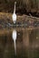Common egret