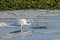 Common Egret with Fish in Beak