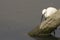 Common egret fishing Egretta garzetta