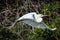 Common Egret in Flight