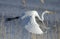 Common Egret in flight