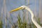 Common Egret profile