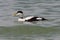 Common Eider