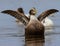 Common Eider Duck spreading its wings in a small pond