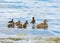 Common eider. Female with ducklings