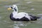 Common Eider III