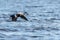 Common Eider male flying over blue ocean in winter