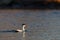 Common Eider male swimming in blue ocean in winter